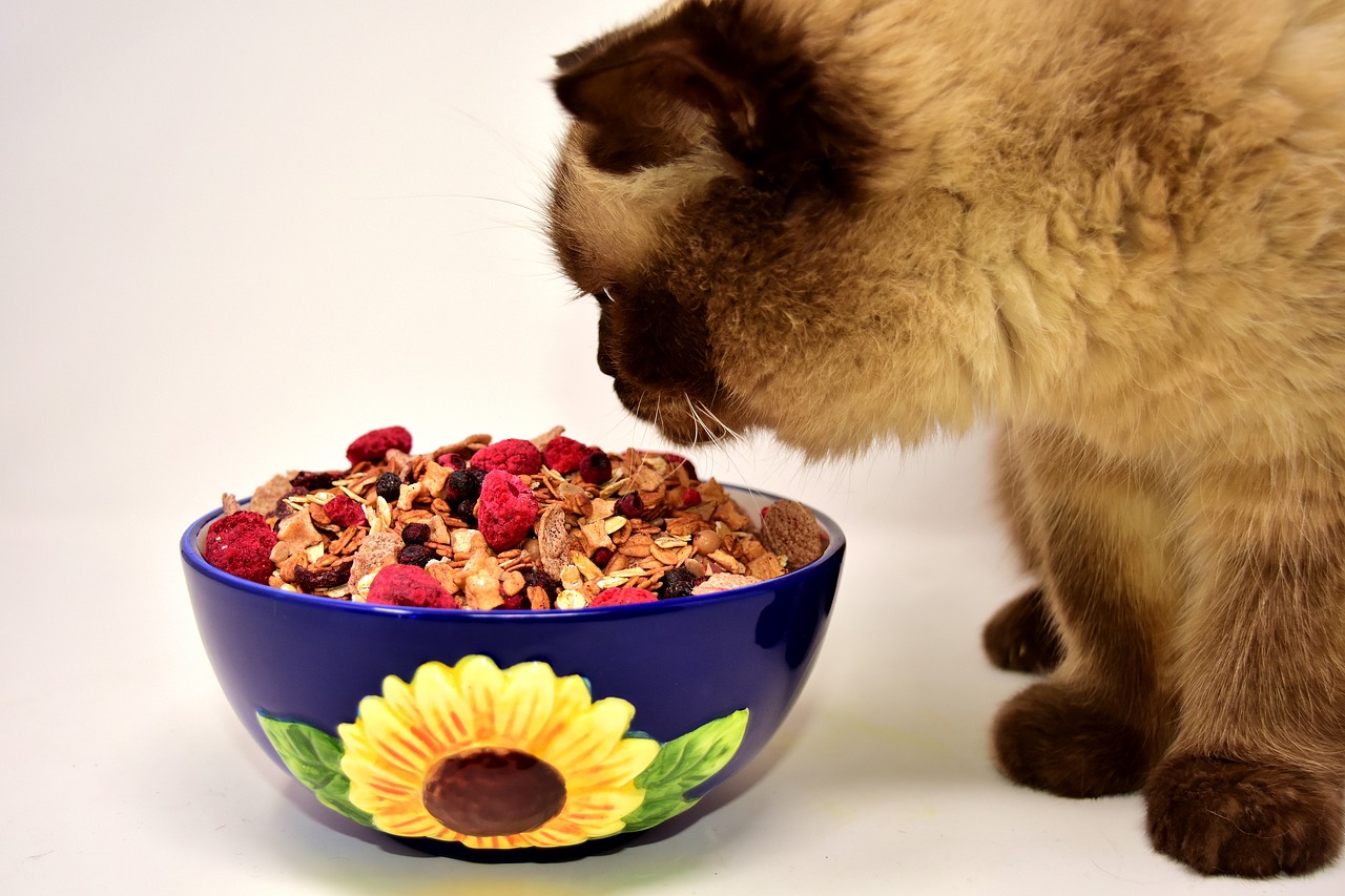 餌を食べる猫